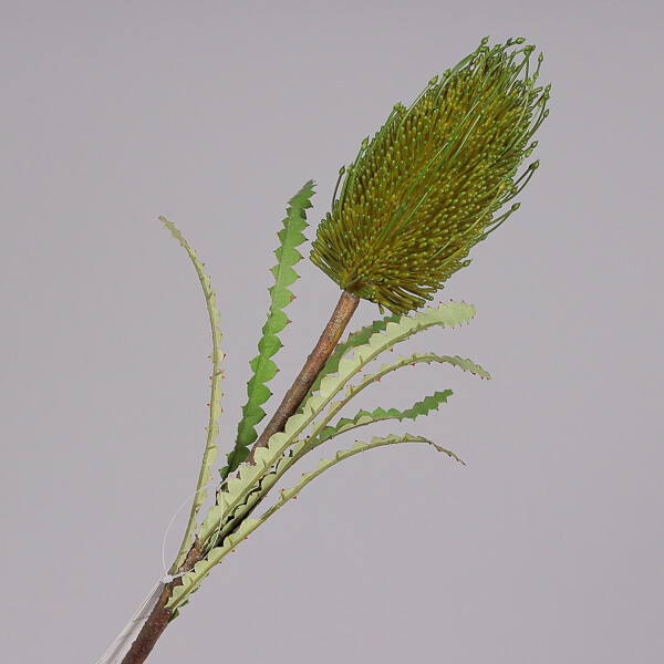 RAMO PROTEA CM 71 GREEN