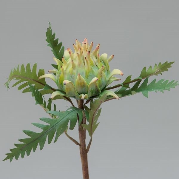 RAMO PROTEA  CM 39 GREEN
