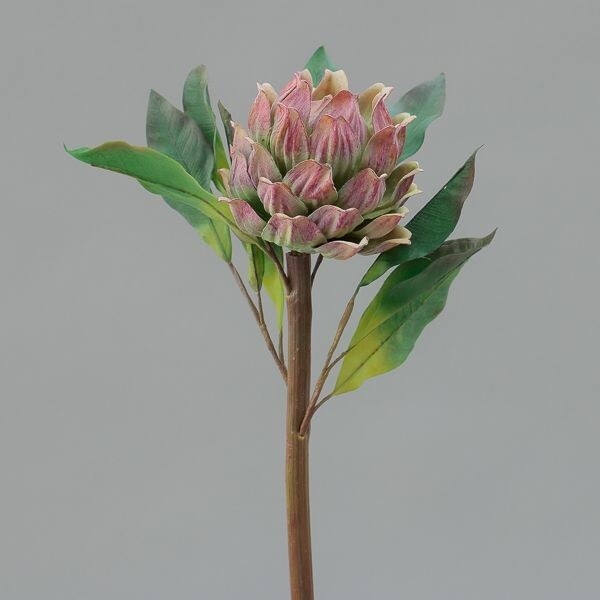 RAMO PROTEA  CM61,5 GREENPURPLE