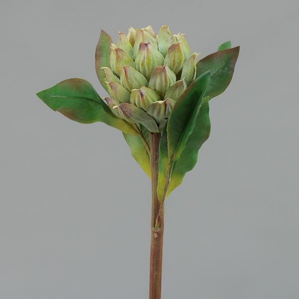 RAMO PROTEA  CM61,5 GREEN