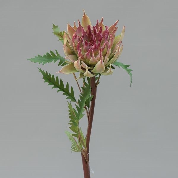 RAMO PROTEA  CM 58 PURPLE
