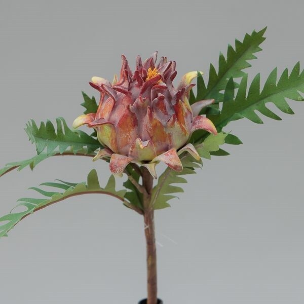 RAMO PROTEA  CM 39 PURPLE
