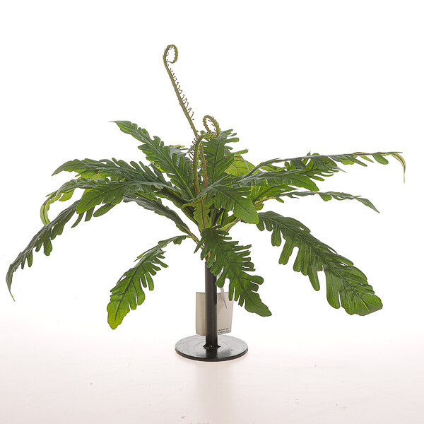 MAZZO MONSTERA CM 40