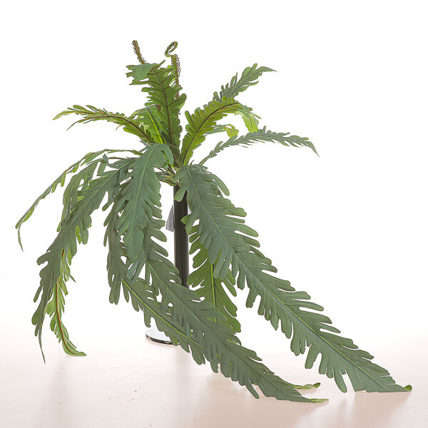 MAZZO CADENTE MONSTERA CM 74