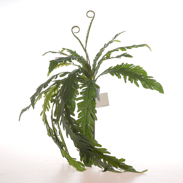 MAZZO CADENTE MONSTERA CM 74