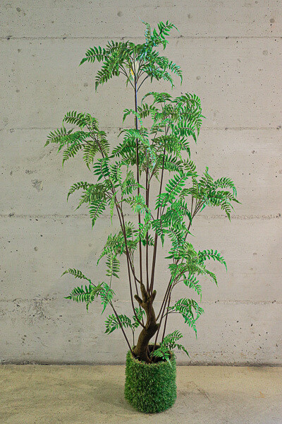 PIANTA  FELCE  IN VASO 51*61*180 CM