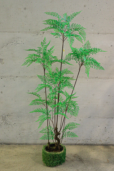 PIANTA  FELCE  IN VASO 66*57*150 CM