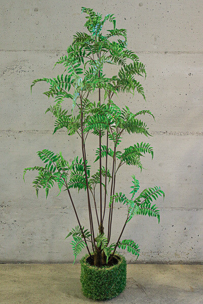 PIANTA  FELCE  IN VASO 54*57*150 CM