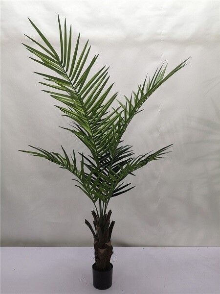 PIANTA KENTIA CM 150 C/240 FOGLIE