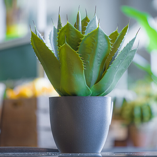 PIANTA ALOE C/VASO X17 CM50