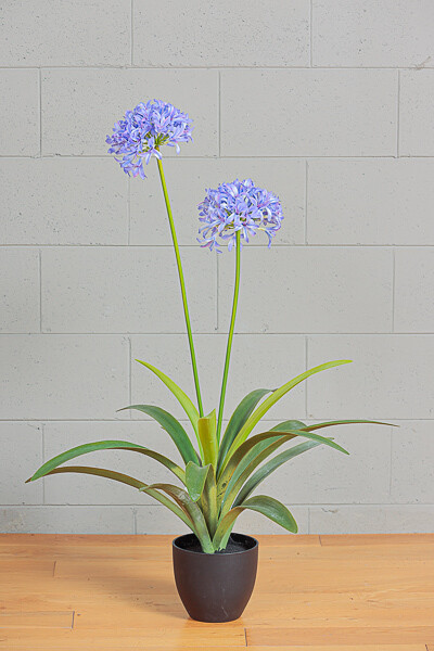 PIANTA AGAPANTHUS  CM 105 BLU