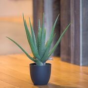 PIANTA  ALOE IN VASO X16 40*46 CM