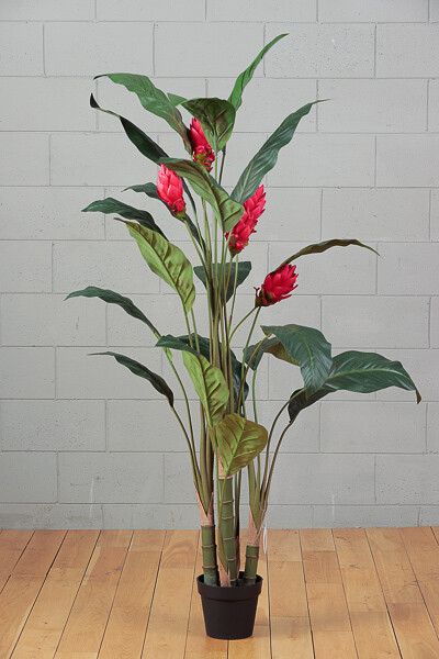 PIANTA  PROTEA C/VASO CM 170 FIORE ROSSO
