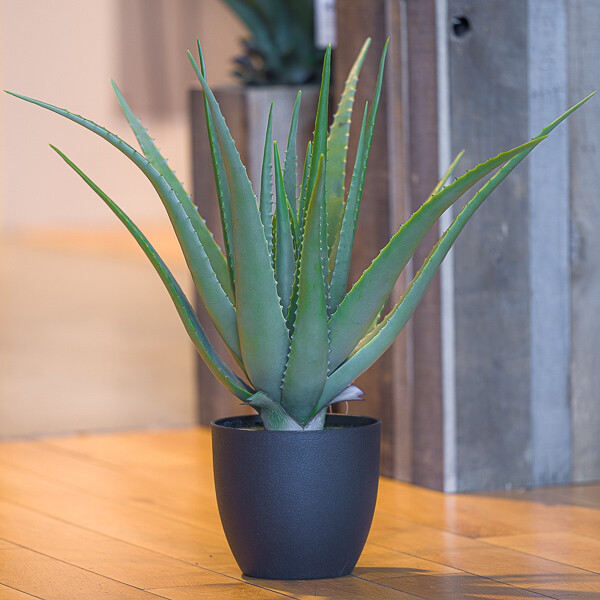 PIANTA ALOE C/VASO 56*66 CM