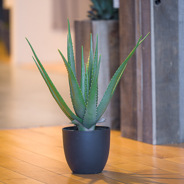 PIANTA  ALOE  IN VASO X17 40*55CM
