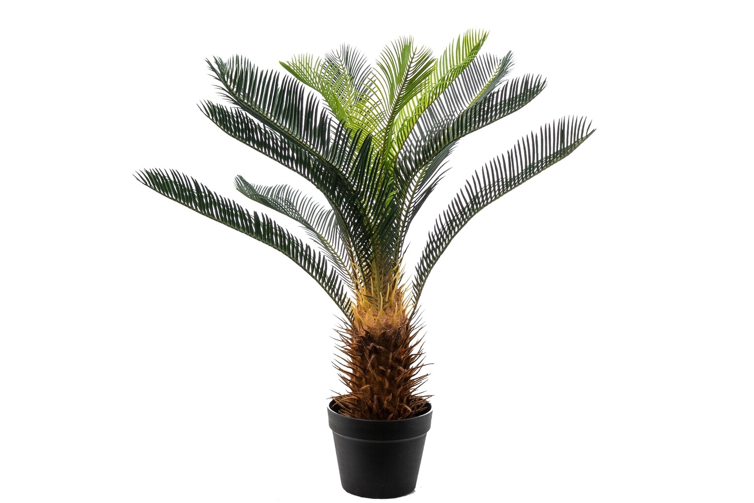 PIANTA CYCAS 11 FOGLIE CM.70