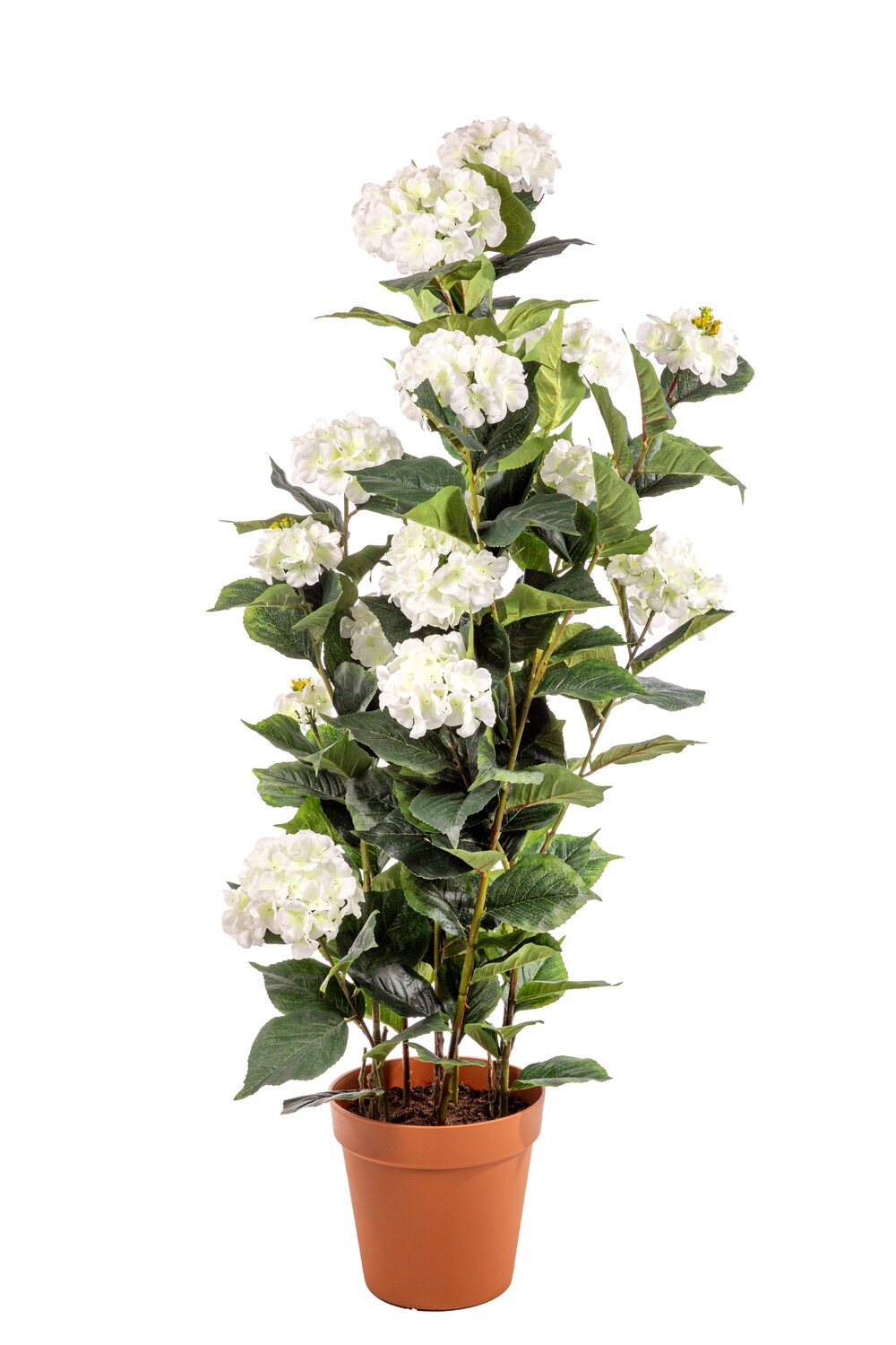 PIANTA ORTENSIA CON VASO CM.150                BIANCO