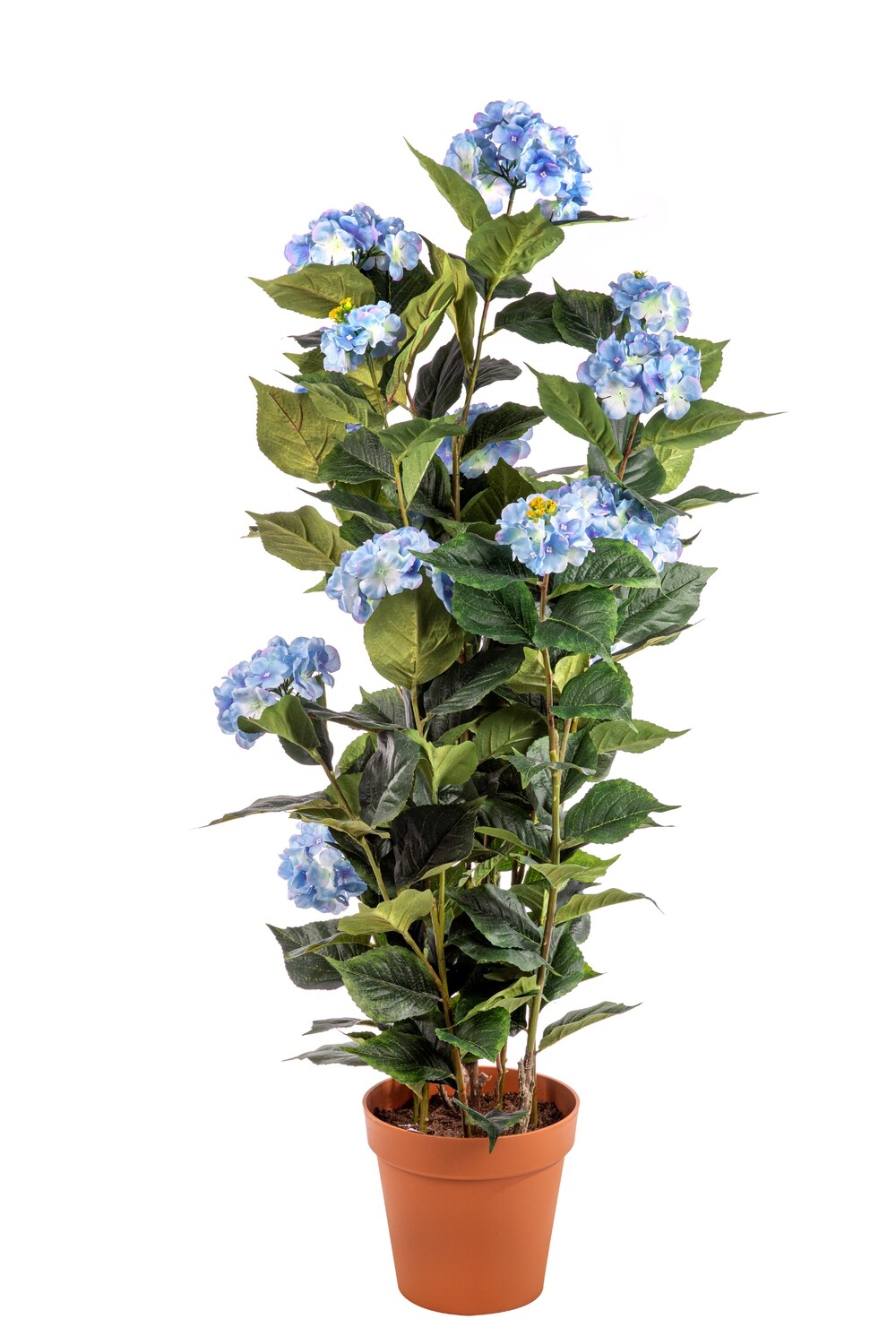 PIANTA ORTENSIA CON VASO CM.150         BLU