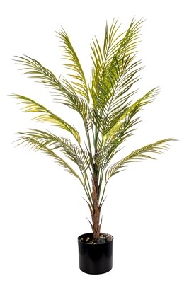 PIANTA ARECA CM.100