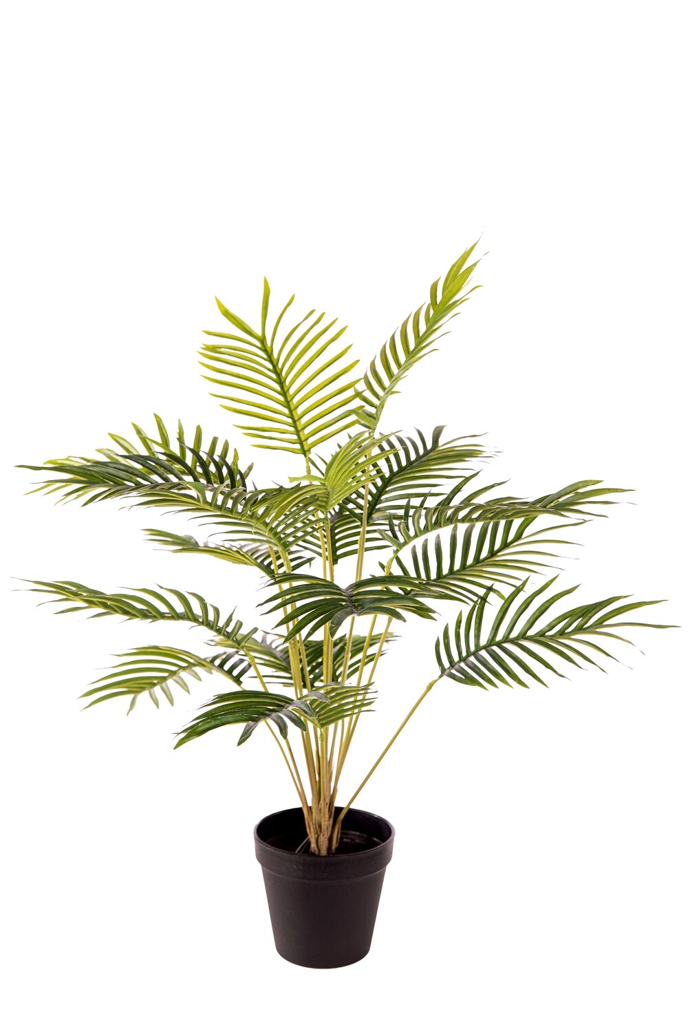 PIANTA ARECA x 18 CM.50