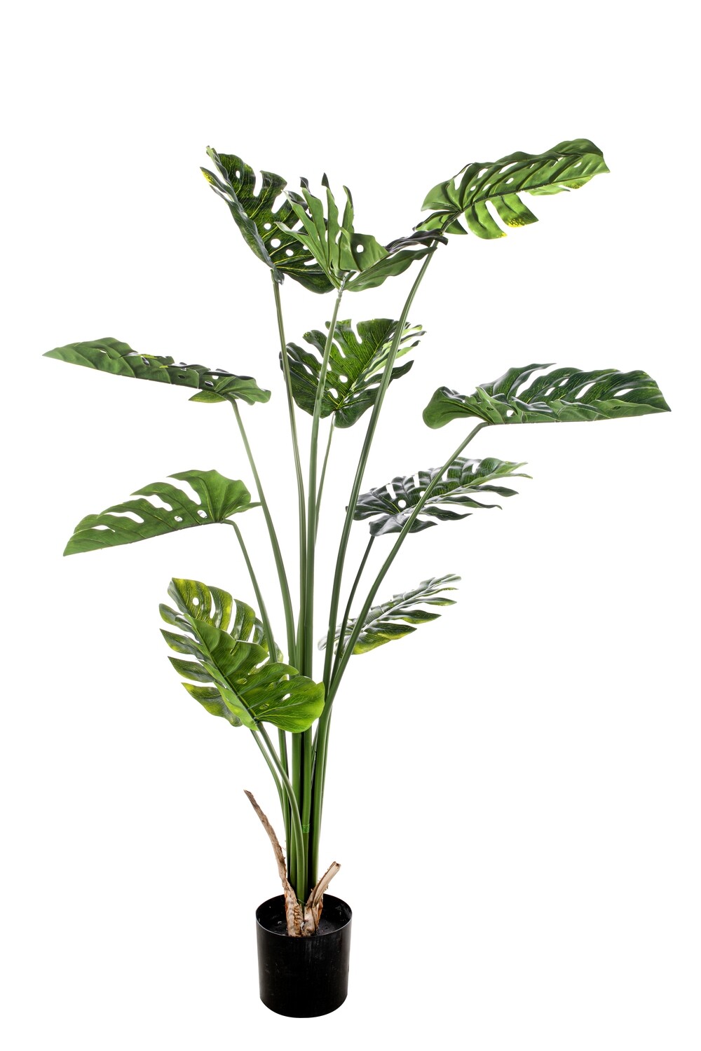 PIANTA PHILODENDRO 11 FOGLIE 155 CM