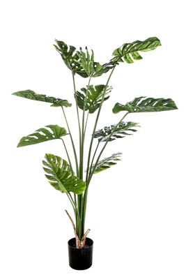 PIANTA PHILODENDRO 11 FOGLIE 155 CM