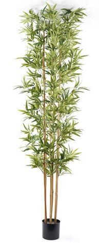 BAMBOO IN VASO 240 CM C/1680 FOGLIE
