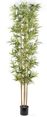 BAMBOO IN VASO 240 CM C/1680 FOGLIE