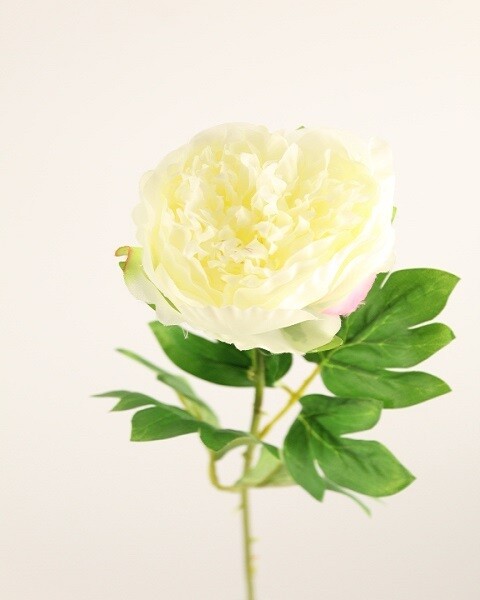 PEONIA PICCOLA BIANCO