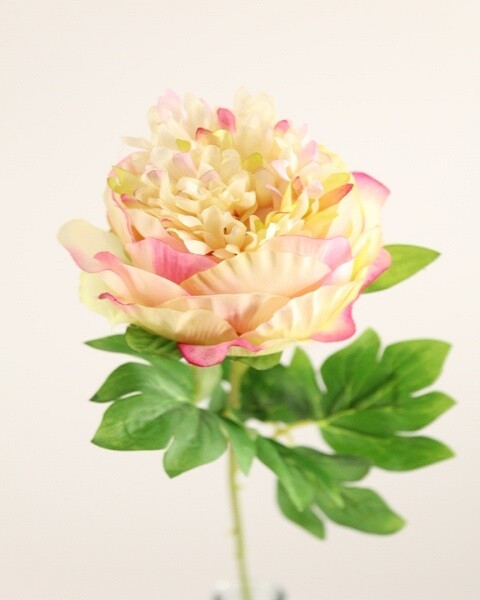 PEONIA PICCOLA BEAUTY