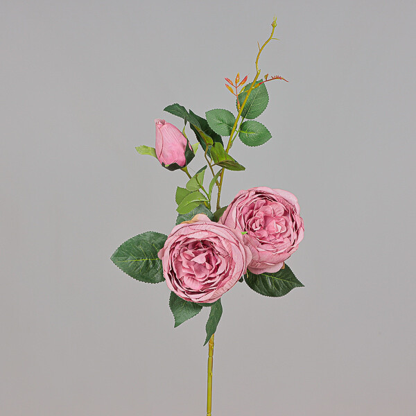 ROSA RAMIFICATA  GRANDE ROSA