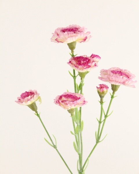 GAROFANO ROSA