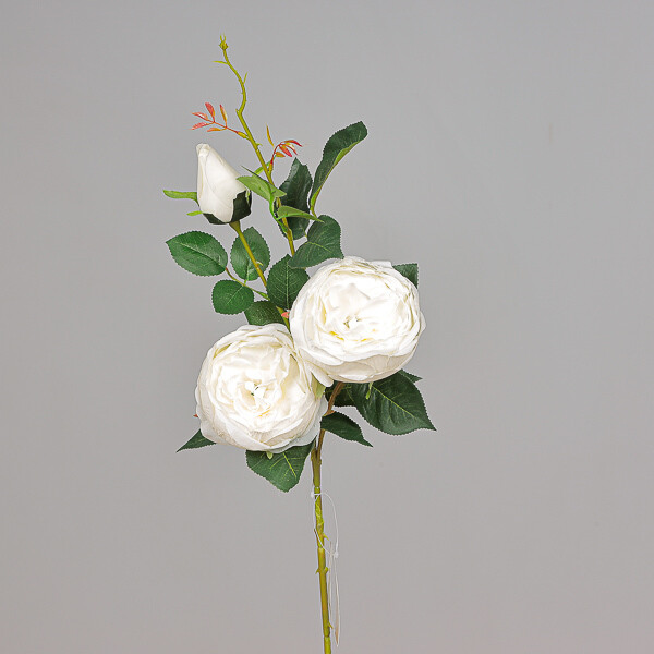ROSA RAMIFICATA  GRANDE BIANCO