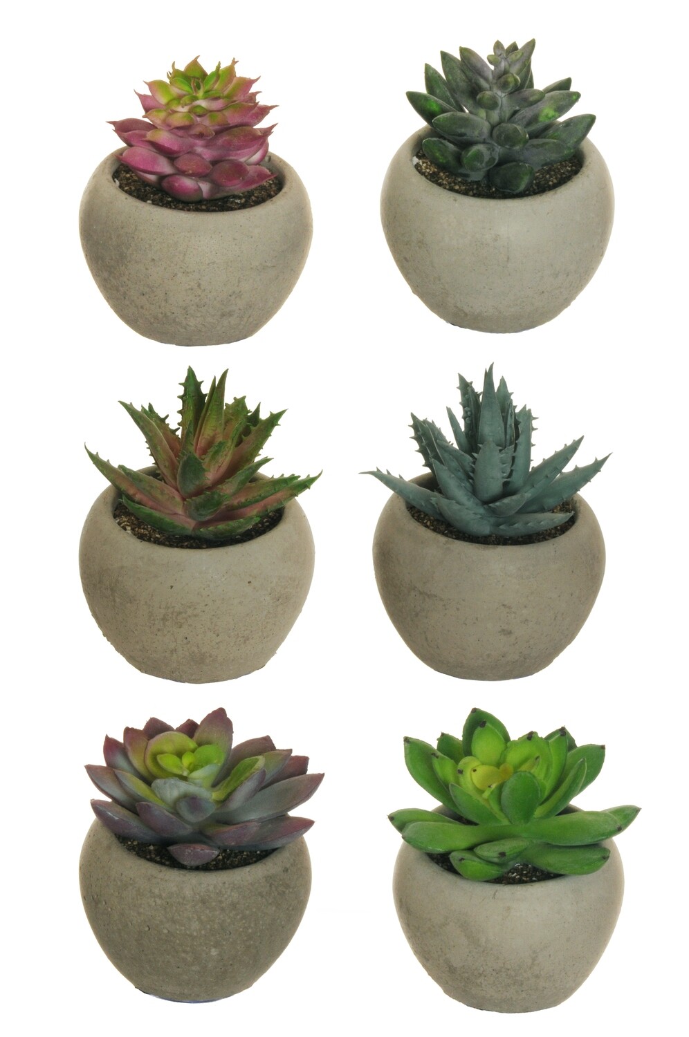 PIANTINA GRASSA COLORI ASSORTITI CM 7,5