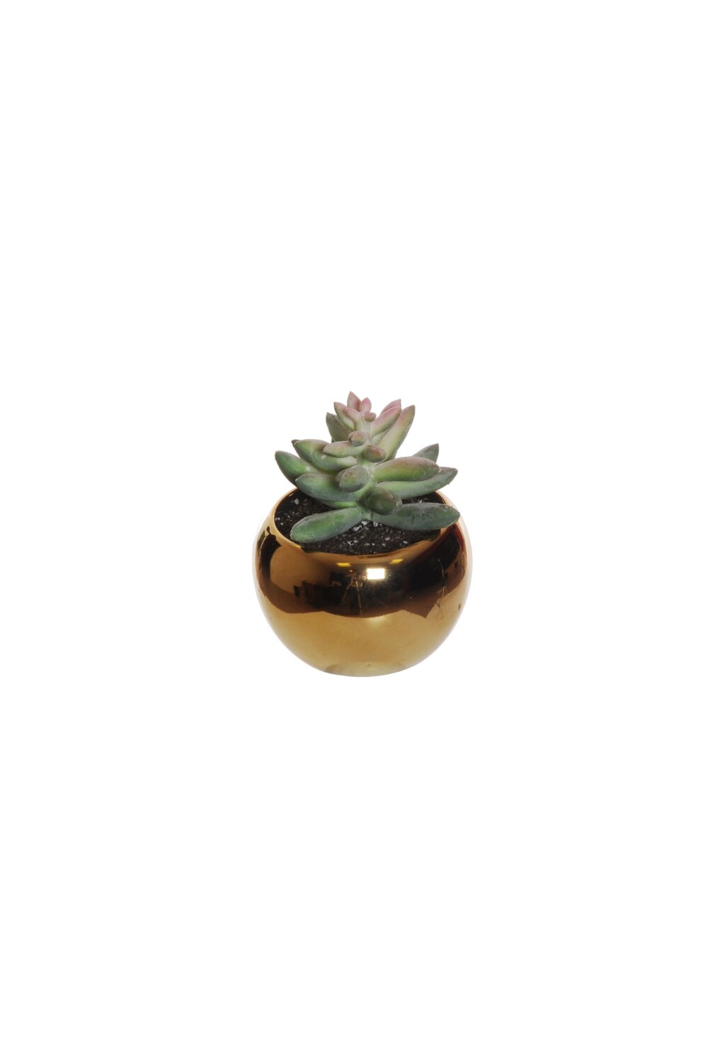 PIANTINA GRASSA IN VASO ORO CM 7,5