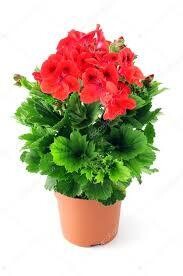 GERANIO VASO 11 ROSSO