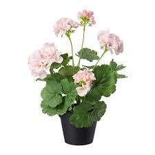 GERANIO VASO 11 ROSA