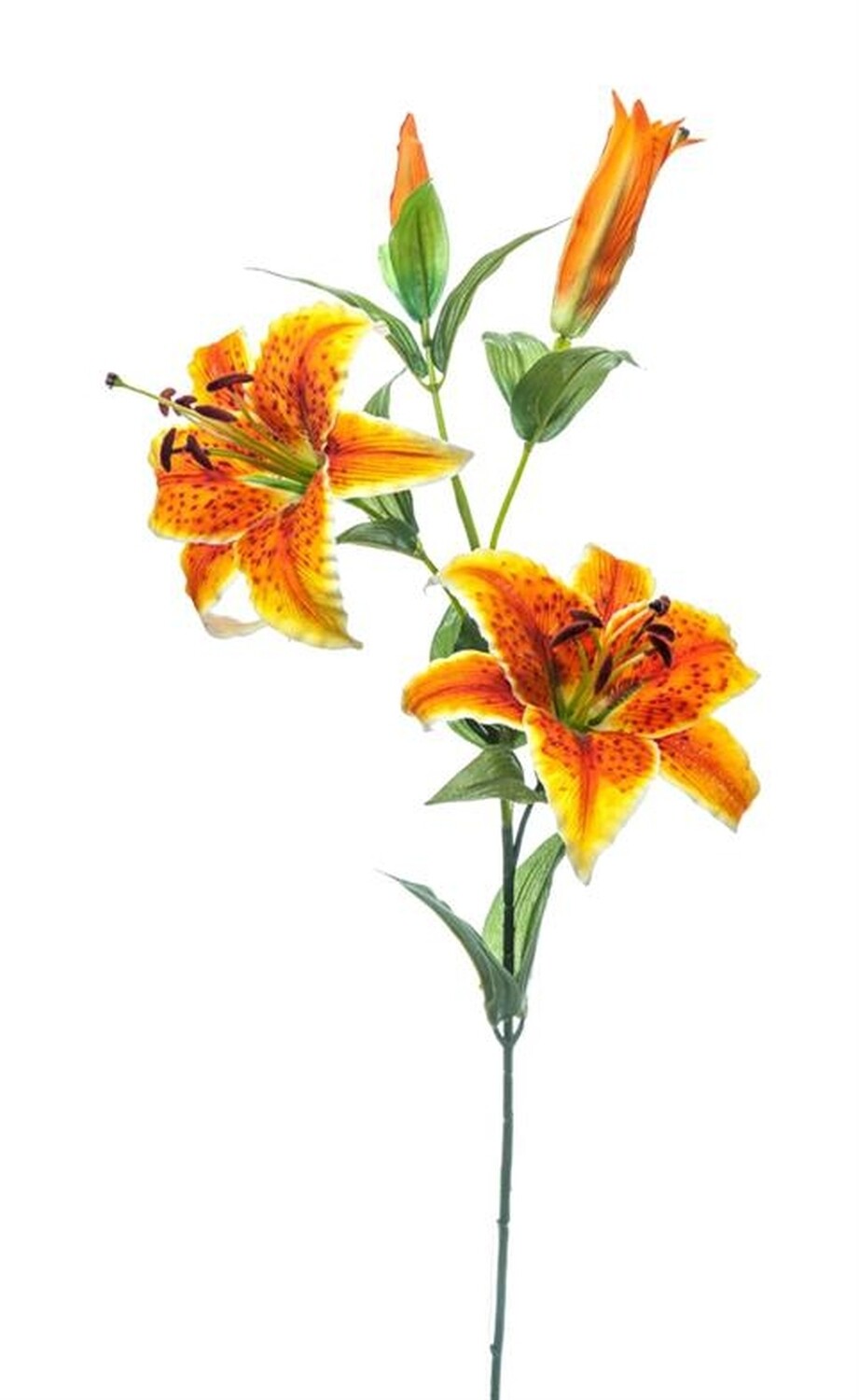 TIGER LILLY X3 ARANCIONE
