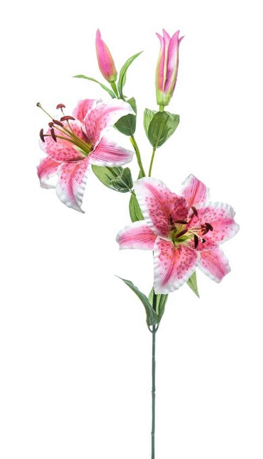 TIGER LILLY X3 ROSA