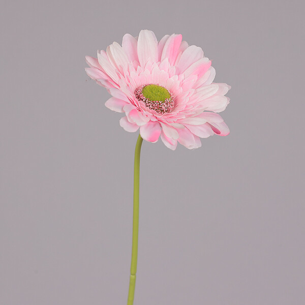GERBERA GRANDE ROSA