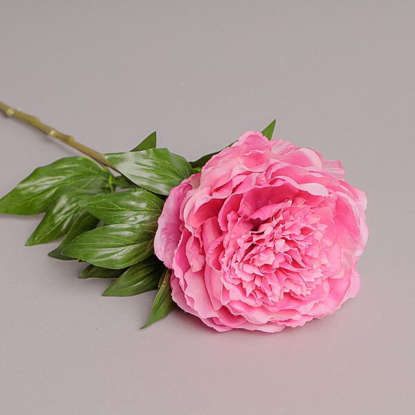 FIORE PAEONIA MEDIA ROSA