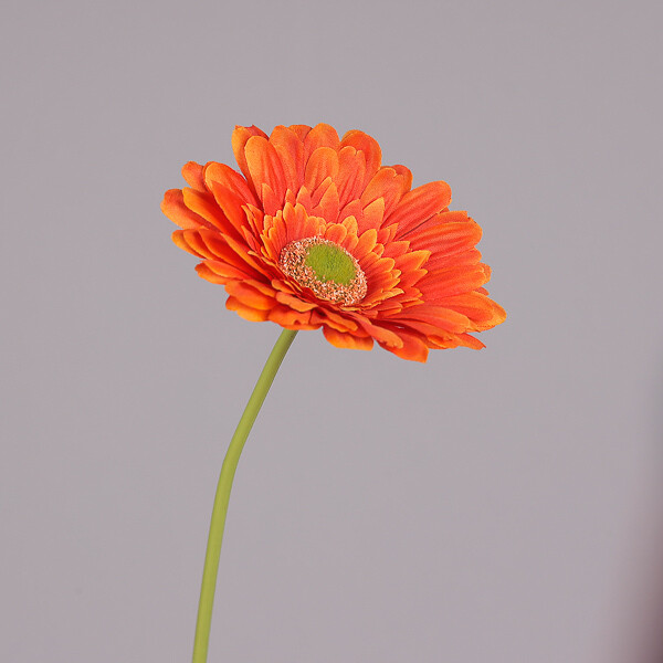 GERBERA GRANDE ARANCIO