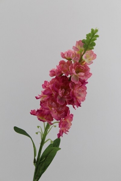 DELPHINIUM LUSSO ROSA