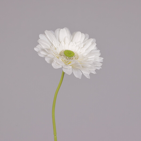 GERBERA GRANDE BIANCO