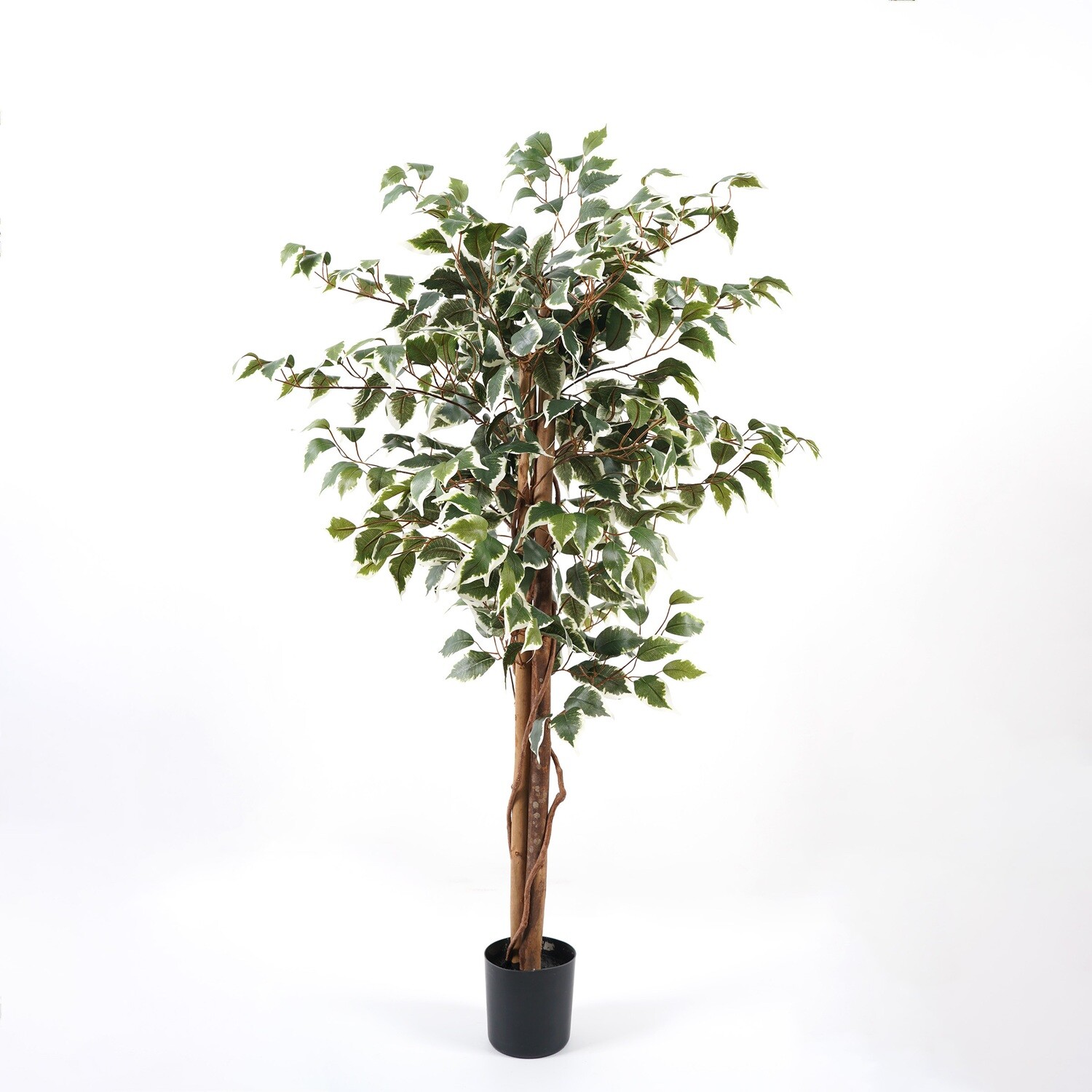 FICUS IN VASO 120 CM C/504 FOGLIE VARIEGATO