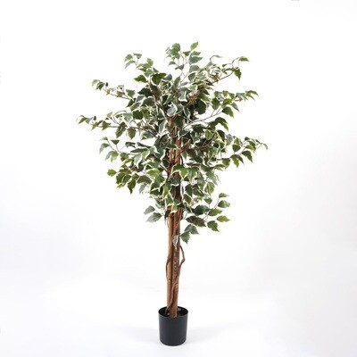 FICUS IN VASO 120 CM C/504 FOGLIE VARIEGATO