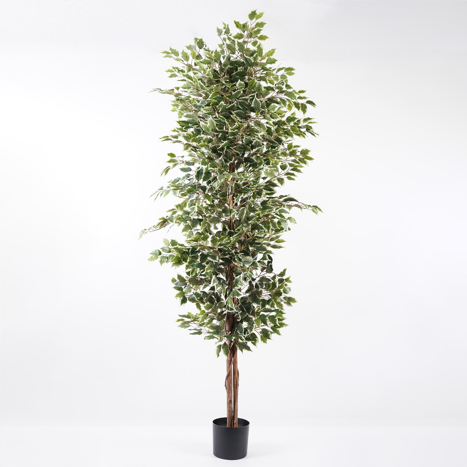 FICUS IN VASO 210 CM C/1512 FOGLIE VARIEGATO