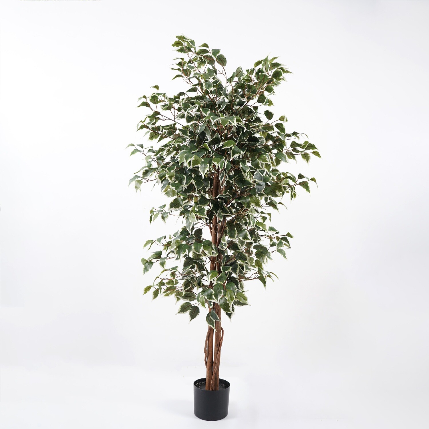 FICUS IN VASO 150 CM C/1008 FOGLIE VARIEGATO