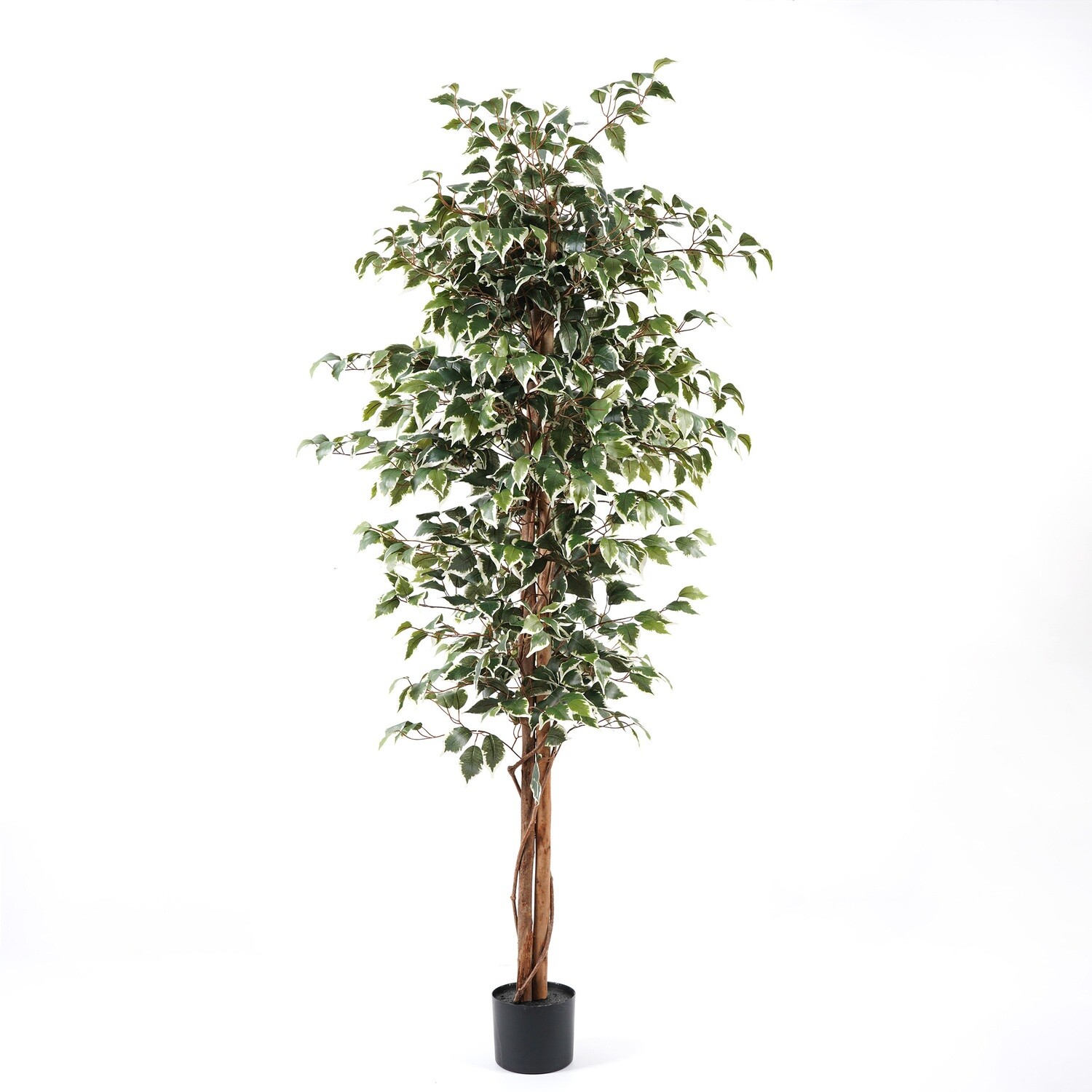 FICUS IN VASO 180 CM C/1260 FOGLIE VARIEGATO