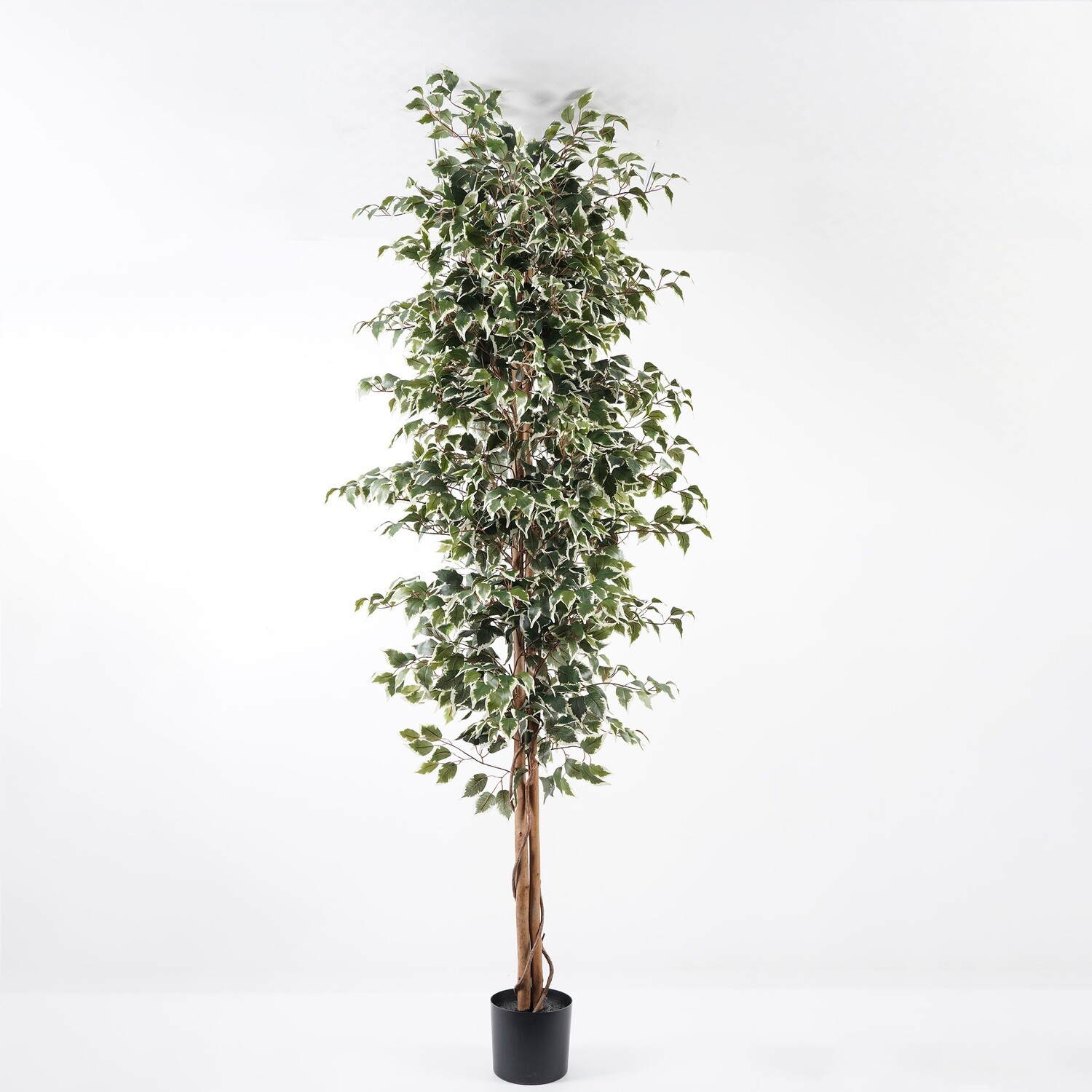 FICUS IN VASO 240 CM C/1890  FOGLIE VARIEGATO